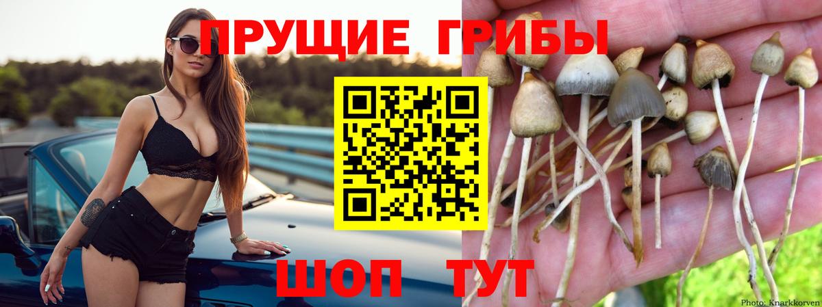Галлюциногенные грибы Psilocybine cubensis Углич